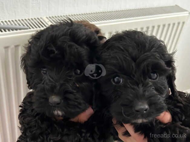 F1 Cockapoo puppies for sale in Warrington, Cheshire - Image 2