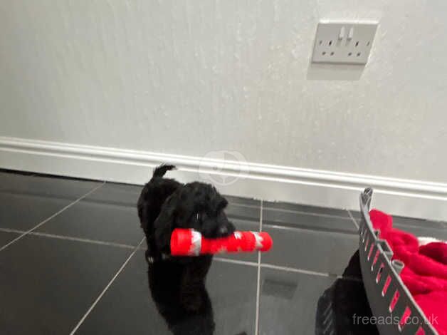 F1 Cockapoo puppies for sale in Warrington, Cheshire - Image 3