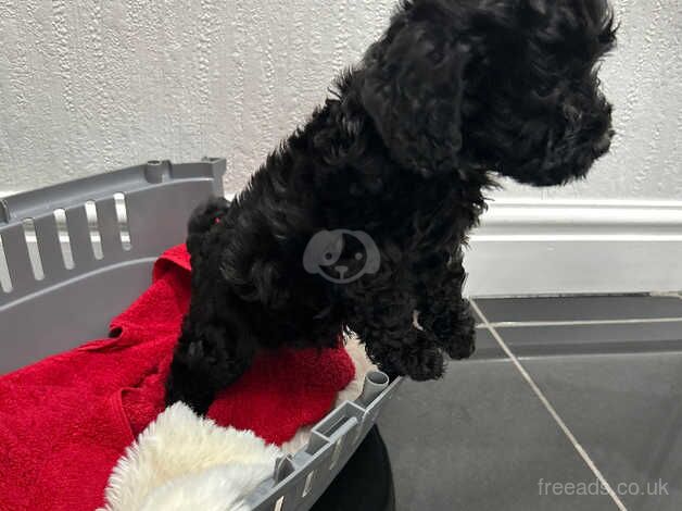 F1 Cockapoo puppies for sale in Warrington, Cheshire - Image 4