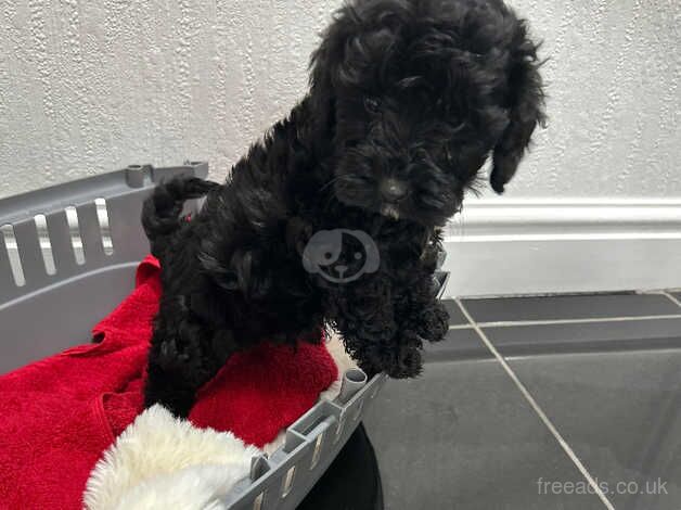 F1 Cockapoo puppies for sale in Warrington, Cheshire - Image 5