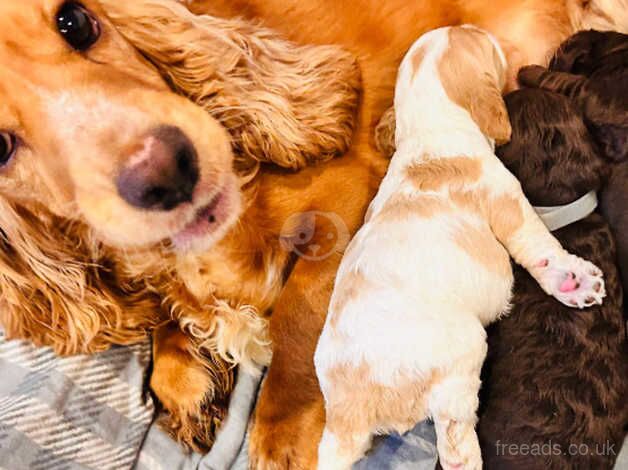 F1 Cockapoo puppies licensed breeder for sale in Par, Cornwall - Image 1