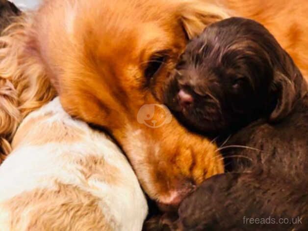 F1 Cockapoo puppies licensed breeder for sale in Par, Cornwall - Image 2