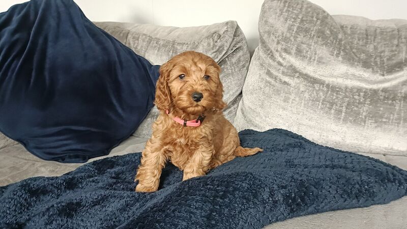 F1 cockapoo puppies ready now for sale in Retford, Nottinghamshire