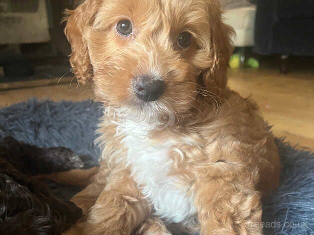 F1 Cockapoo puppies READY NOW! for sale in York, Lancashire - Image 1