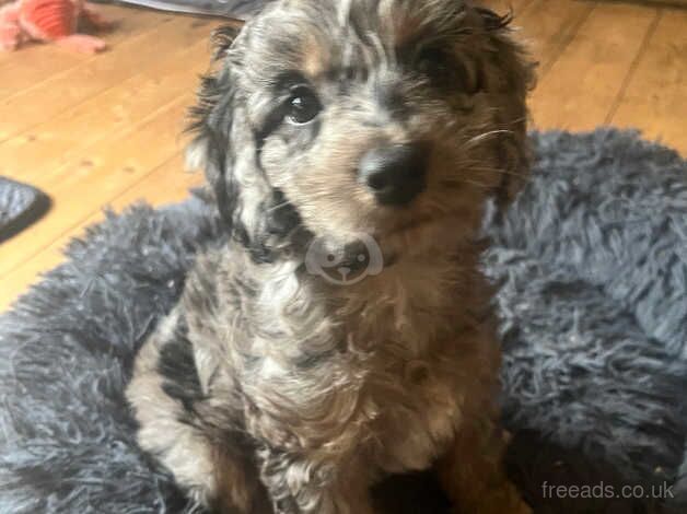 F1 Cockapoo puppies READY NOW! for sale in York, Lancashire - Image 2