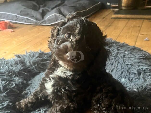 F1 Cockapoo puppies READY NOW! for sale in York, Lancashire - Image 3