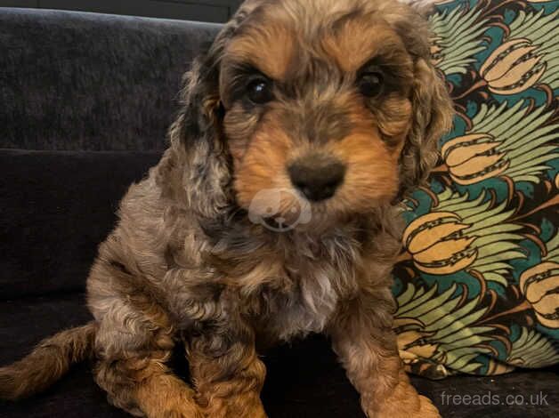 F1 Cockapoo puppies READY NOW! for sale in York, Lancashire - Image 4