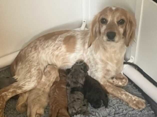 F1 Cockapoo puppies READY NOW! for sale in York, Lancashire - Image 5