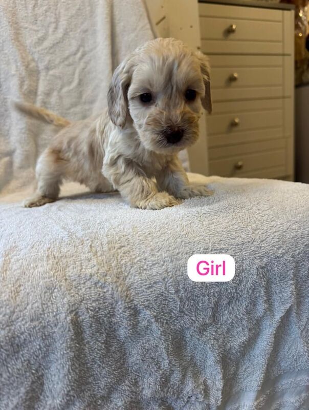 F1 cockapoo puppy's for sale in Dereham, Norfolk