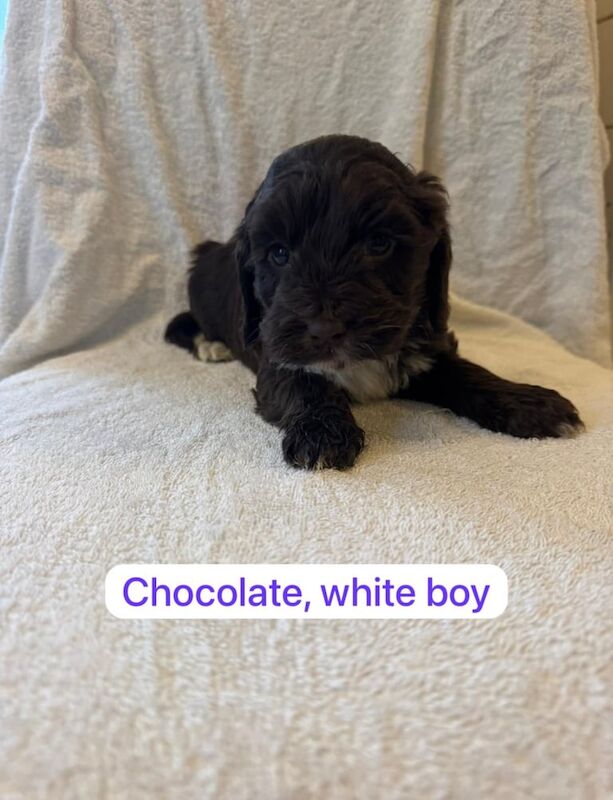 F1 cockapoo puppy's for sale in Dereham, Norfolk - Image 2