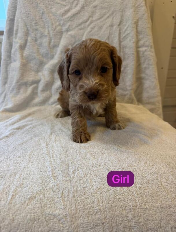 F1 cockapoo puppy's for sale in Dereham, Norfolk - Image 3