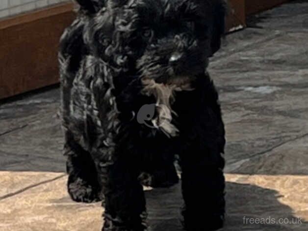 F1 Cockapoo pups for sale in Leigh, Greater Manchester