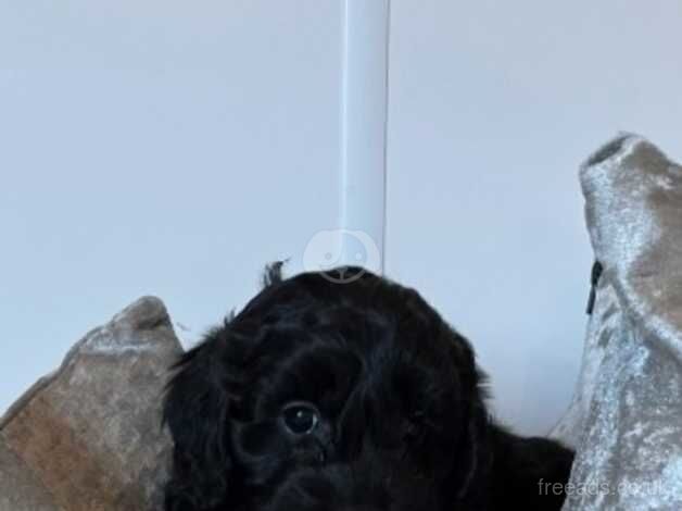 F1 Cockapoo pups for sale in Leigh, Greater Manchester - Image 2