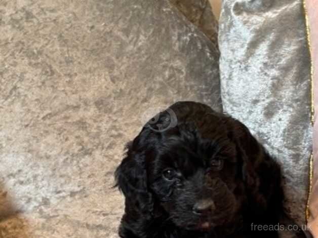 F1 Cockapoo pups for sale in Leigh, Greater Manchester - Image 3