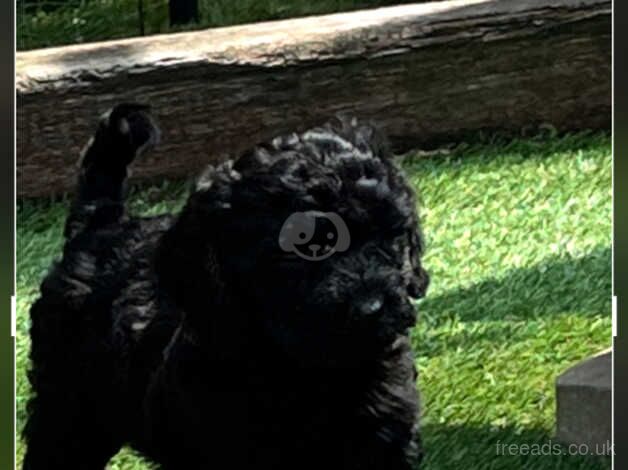 F1 Cockapoo pups for sale in Leigh, Greater Manchester - Image 4