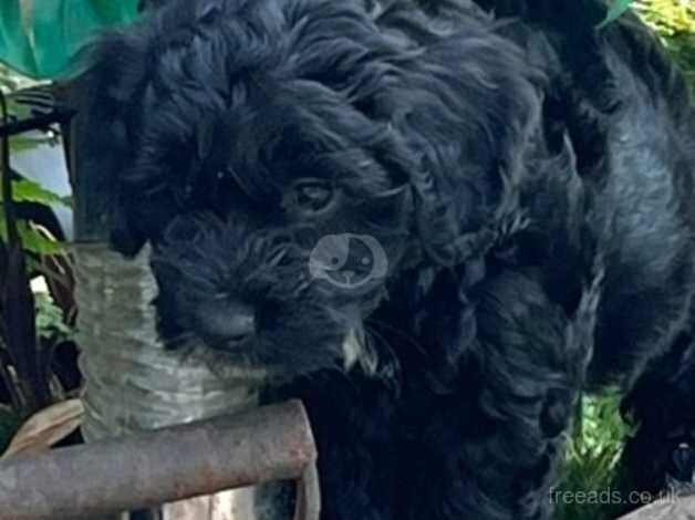 F1 Cockapoo pups for sale in Leigh, Greater Manchester - Image 5