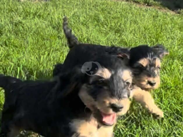 F1 Cockapoo - ready to go for sale in Stonehaven, Aberdeenshire