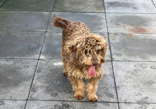 F1 cockapoo stud 13monthd old for sale in Bilston, West Midlands