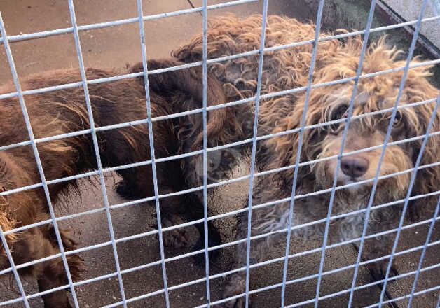 F1 cockapoo stud 13monthd old for sale in Bilston, West Midlands - Image 2