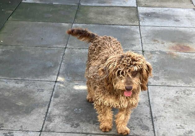 F1 cockapoo stud 13monthd old for sale in Bilston, West Midlands - Image 3