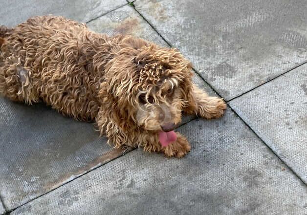 Cockapoo Puppies for sale