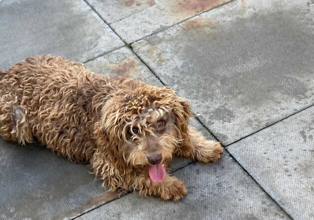 F1 cockapoo stud 13monthd old for sale in Bilston, West Midlands - Image 5