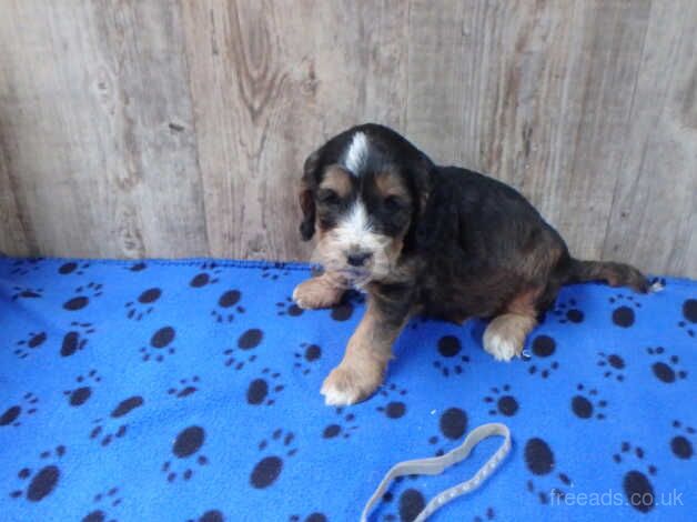 F1 Cockapoo'Puppies with DNA certs. for sale in Whitland/Hendy-Gwyn, Carmarthenshire - Image 1