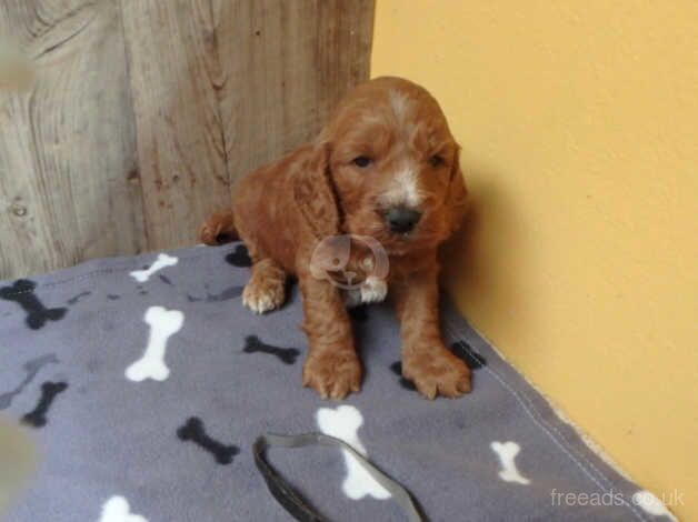 F1 Cockapoo'Puppies with DNA certs. for sale in Whitland/Hendy-Gwyn, Carmarthenshire - Image 2