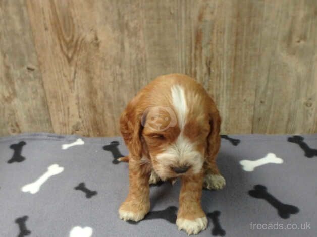 F1 Cockapoo'Puppies with DNA certs. for sale in Whitland/Hendy-Gwyn, Carmarthenshire - Image 3