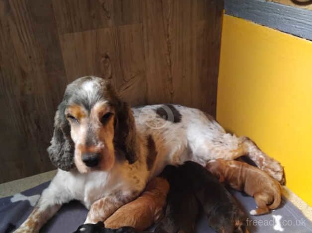 F1 Cockapoo'Puppies with DNA certs. for sale in Whitland/Hendy-Gwyn, Carmarthenshire - Image 4