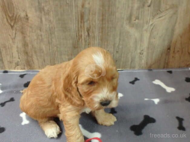 F1 Cockapoo'Puppies with DNA certs. for sale in Whitland/Hendy-Gwyn, Carmarthenshire - Image 5