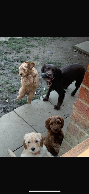 Cockapoo Puppies for sale in County Durham