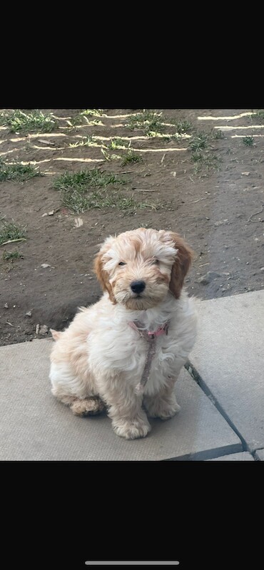 Cockapoo Puppies for sale