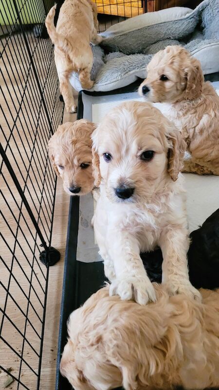 F1 Cockapoos beautiful litter - Mother & Father our family pets for sale in Northampton, Northamptonshire - Image 1