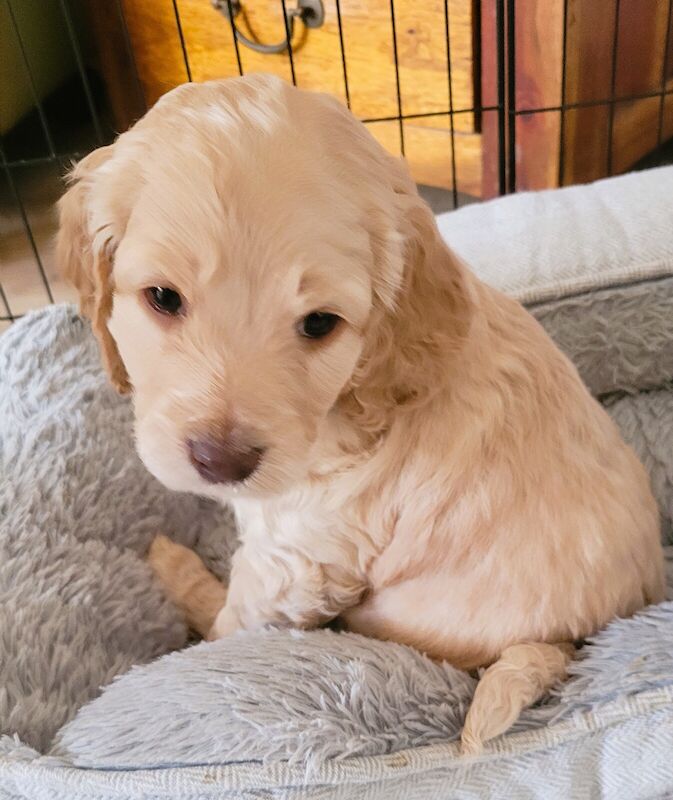 F1 Cockapoos beautiful litter - Mother & Father our family pets for sale in Northampton, Northamptonshire - Image 3