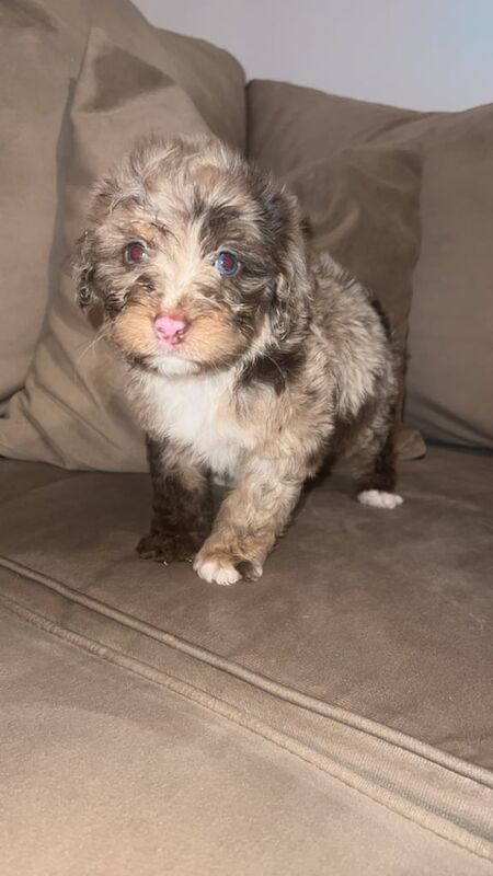 F1 Cockapoo's. Chocolate Merle, Chocolate & Tan and solid Chocolate 🩷🩵 for sale in Sunderland, Tyne and Wear