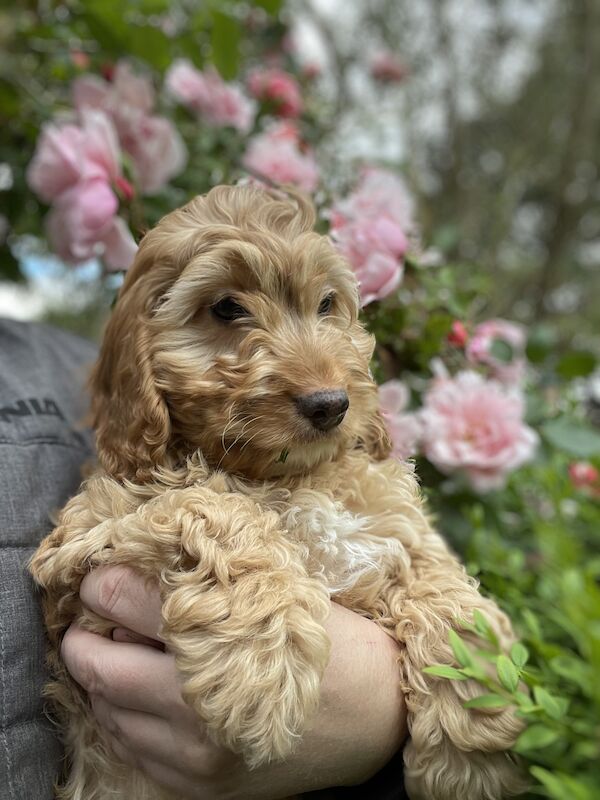 F1 Cockapoo's from health tested parents for sale in Tiverton, Devon