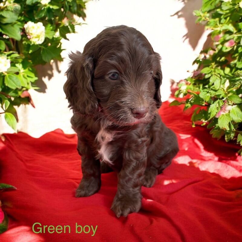 F1 Cockapoo's from heath tested parents for sale in Tiverton, Devon - Image 1