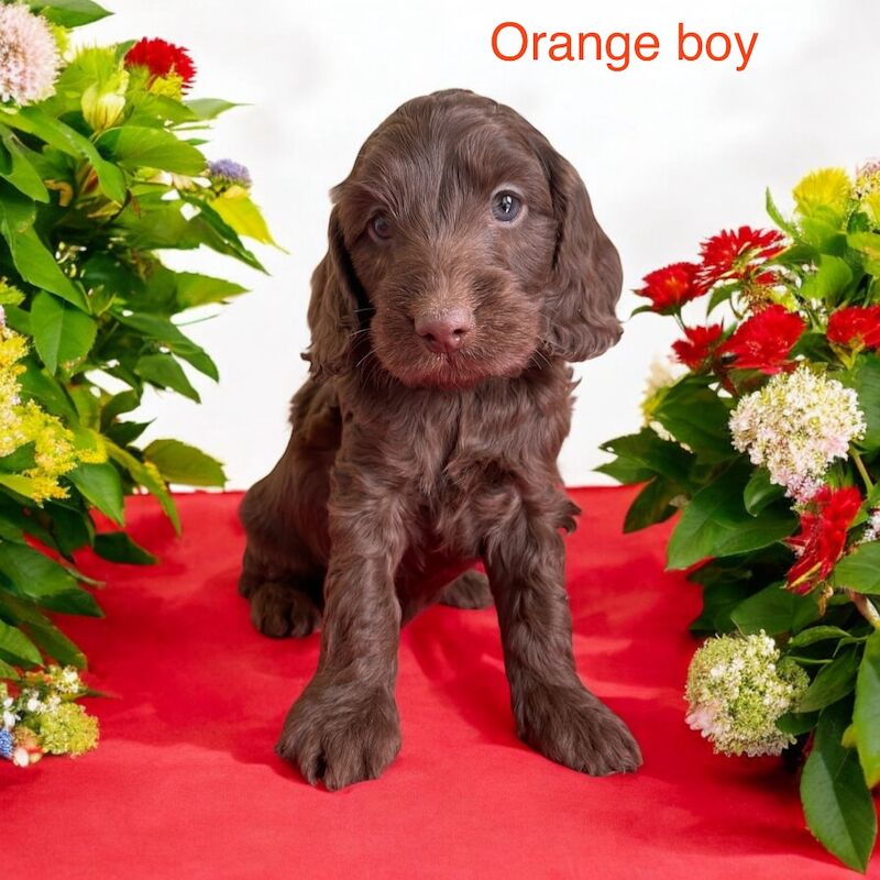 F1 Cockapoo's from heath tested parents for sale in Tiverton, Devon - Image 3