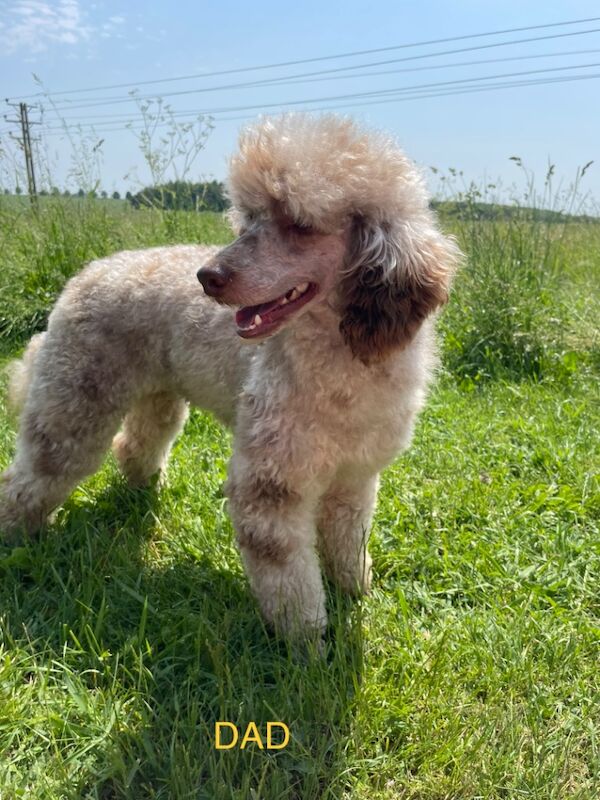 F1 Cockapoo's from heath tested parents for sale in Tiverton, Devon - Image 9