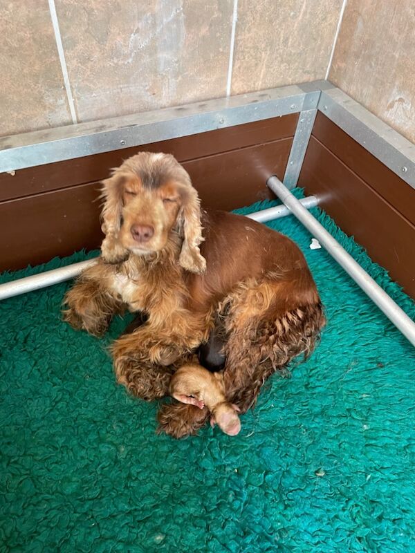 F1 Cockapoo's from heath tested parents for sale in Tiverton, Devon - Image 10