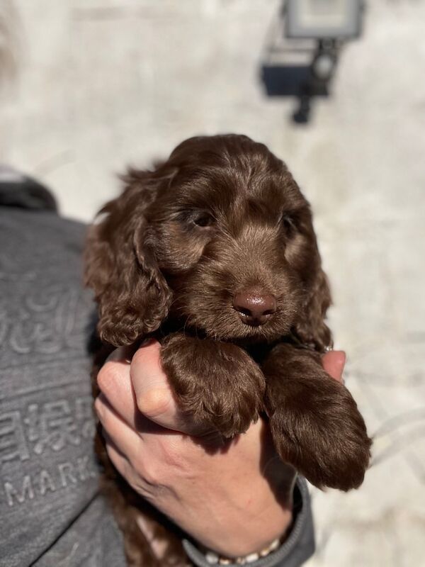 F1 Cockapoo's from heath tested parents for sale in Tiverton, Devon