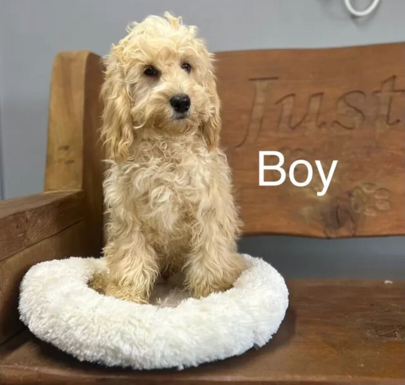 Cockapoo Puppies For Sale