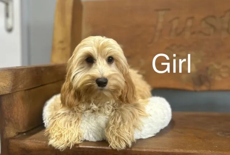 Cockapoo Puppies for sale in Norfolk