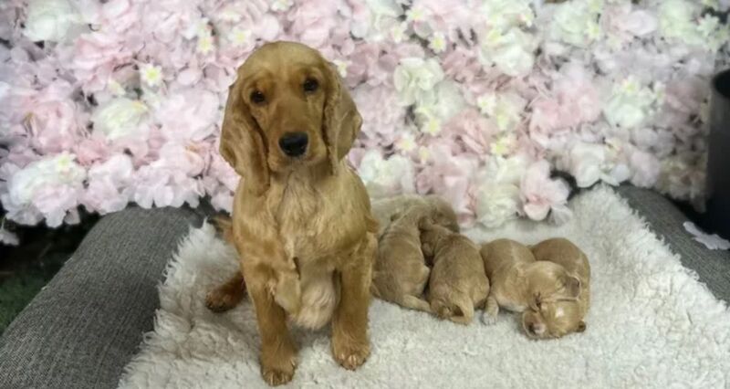 Cockapoo Puppies for sale