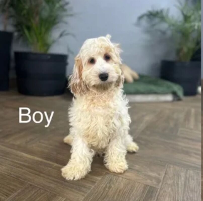 Cockapoo Puppies for sale in Norfolk