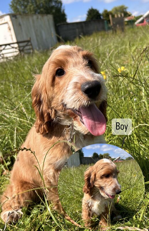 Cockapoo Puppies for sale in Norfolk