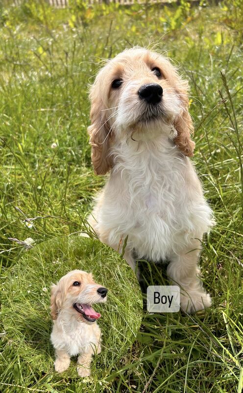 Cockapoo Puppies for sale