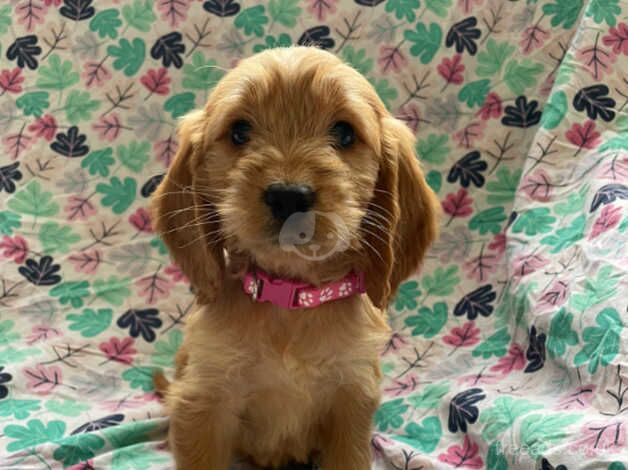 Beautiful F1 cockapoo puppies available for sale in Kidwelly/Cydweli, Carmarthenshire