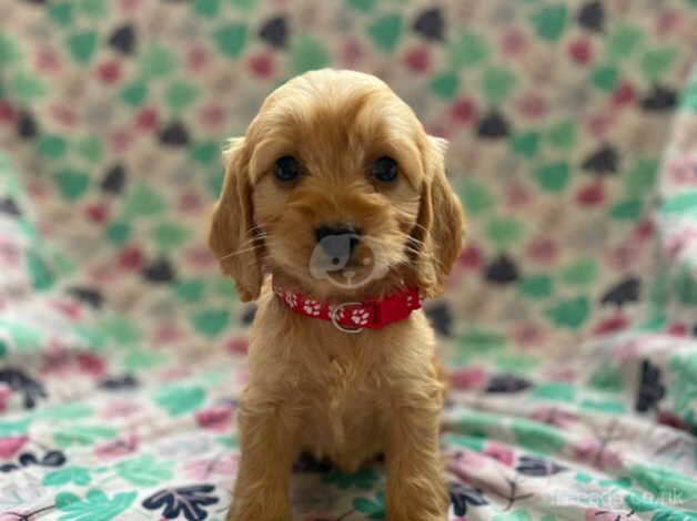 Beautiful F1 cockapoo puppies available for sale in Kidwelly/Cydweli, Carmarthenshire - Image 2